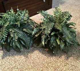 how to make realistic looking boston ferns
