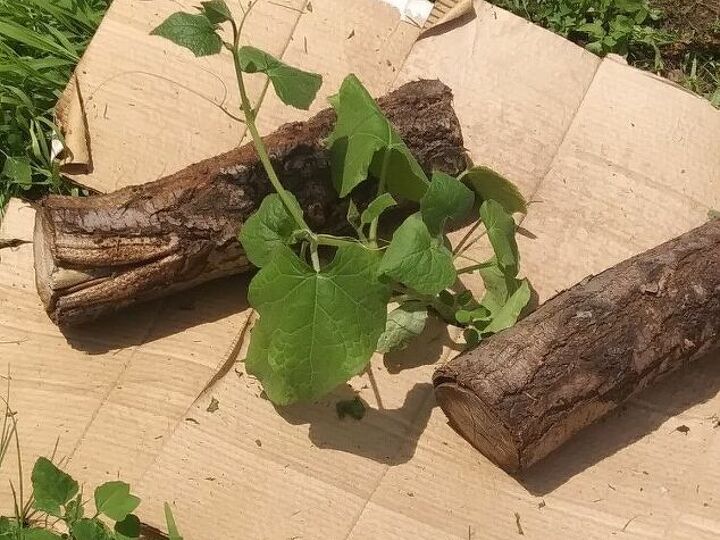 q what is this plant