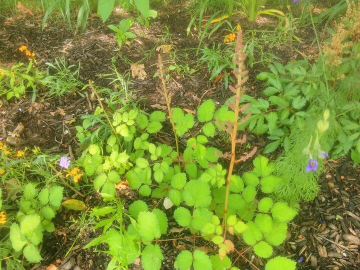 q what are these plants