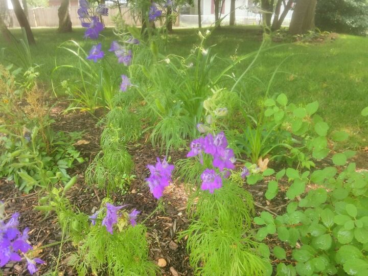 q what are these plants