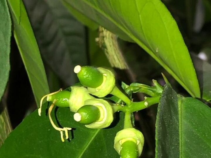 q how do i care for my lemon tree