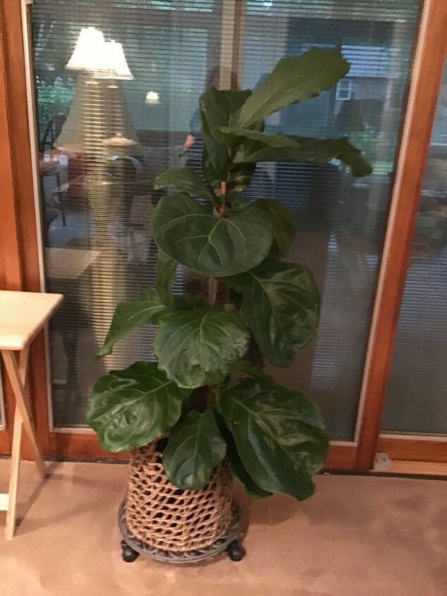 q trimming a fiddle fig plant