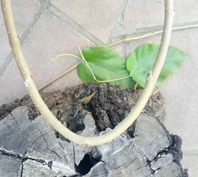 turn a tree stump into a planter the easy way