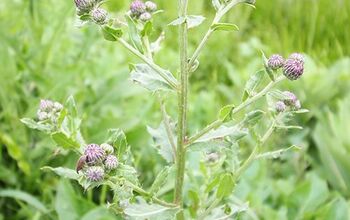 How to Deal With Thistles on Your Property and in Your Garden
