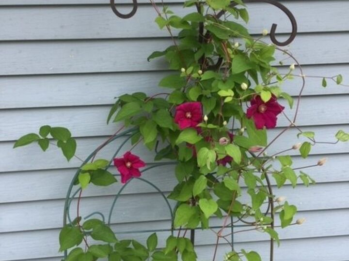q how to keep clematis healthy