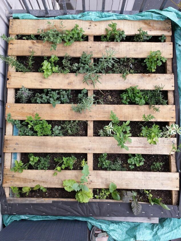vertical pallet garden, Laying flat after planted