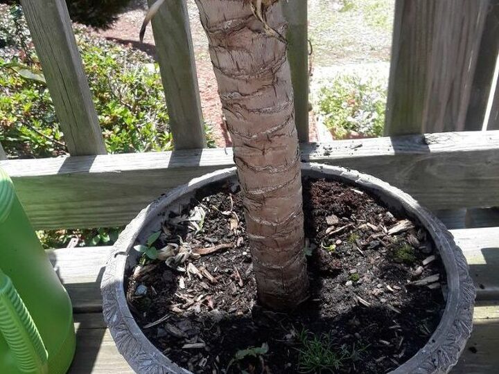 q can someone please help me with this plant