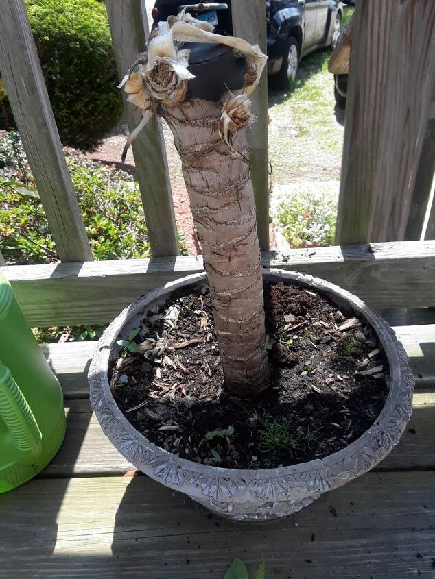 q can someone please help me with this plant