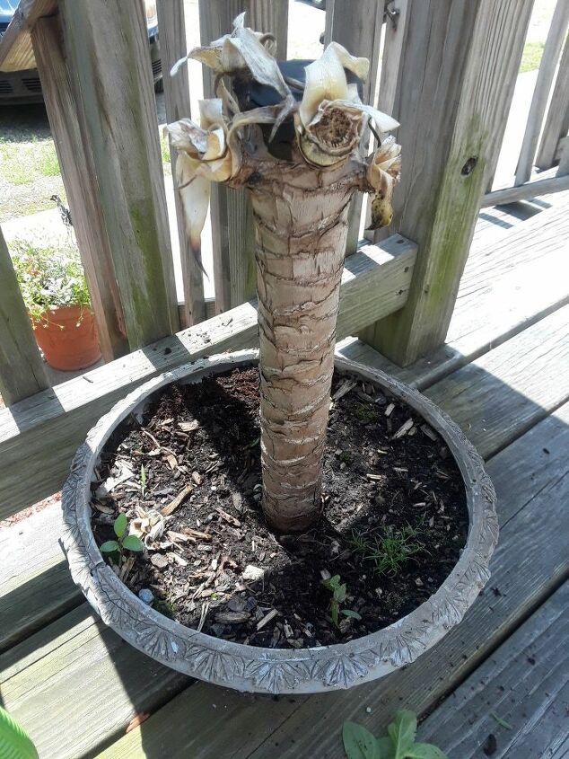 q can someone please help me with this plant