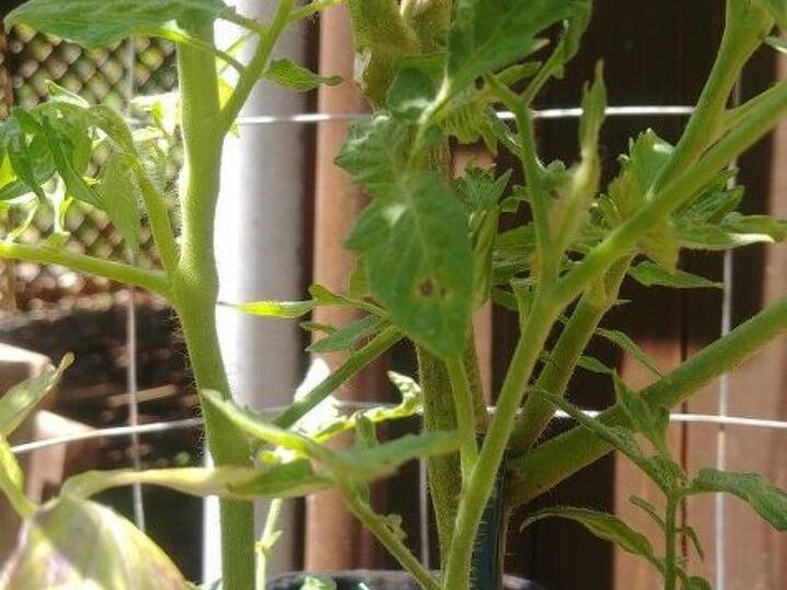q how can i save my tomato plant