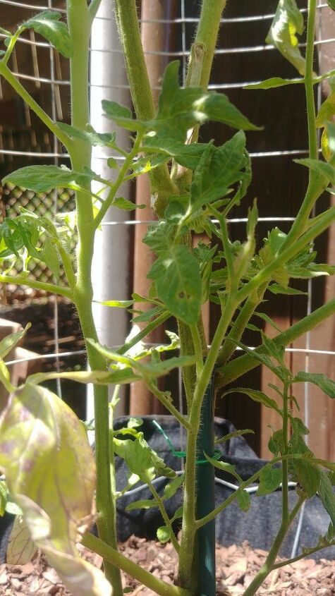 q how can i save my tomato plant