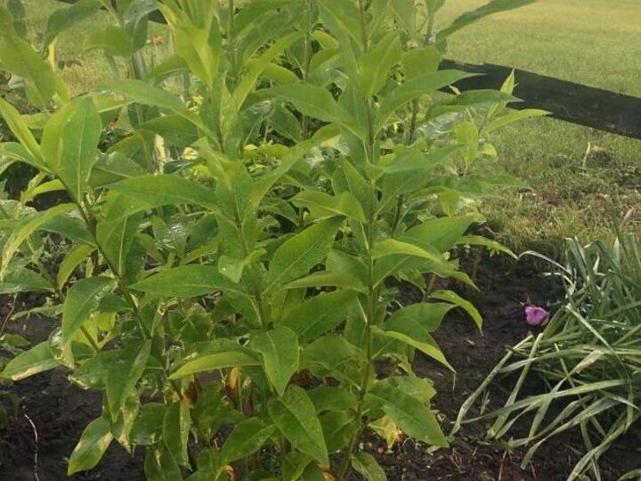 q is this a weed