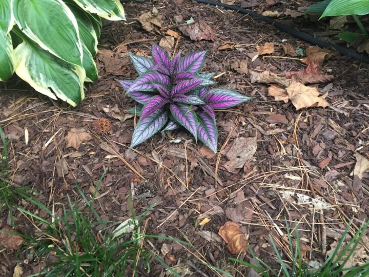q does anyone know what this plant is