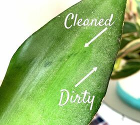how to clean houseplants easily