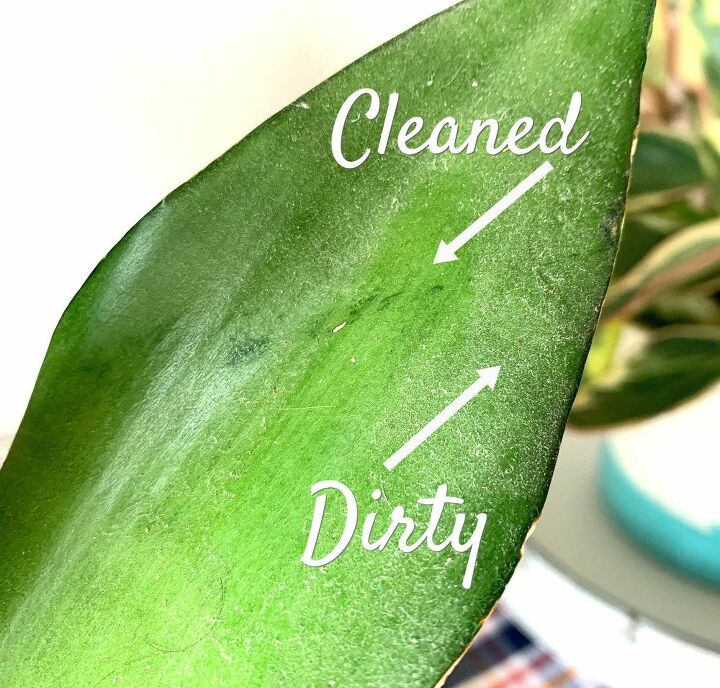 como limpiar las plantas de interior facilmente