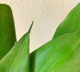 how to clean houseplants easily