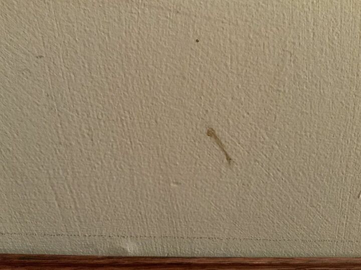 how can i clean cat snot off of a painted wall