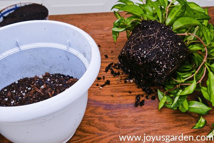 transplante de plantas domsticas hoya quando como e qual mistura usar, Hoya carnosa rubra