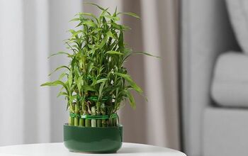 Caring for Lucky Bamboo