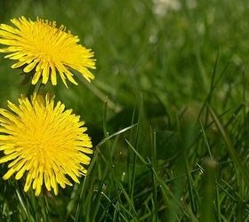 common weeds and how to eliminate them
