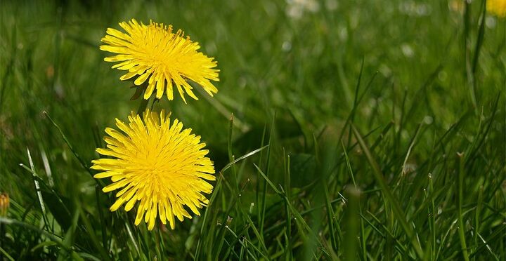 common weeds and how to eliminate them