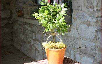 Make a Topiary From Live Branches