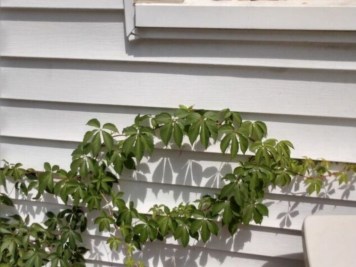 q kill ivy in north carolina