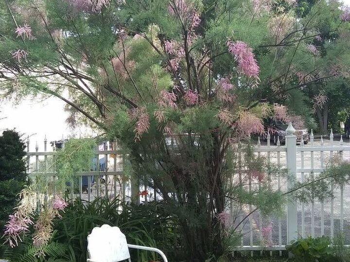 q name of this tree
