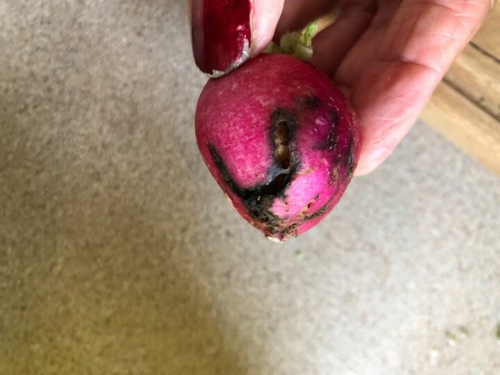 q how to treat garden soil to prevent this to radishes
