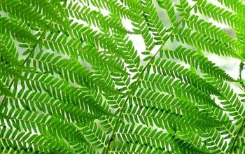 Grow Ferns Indoors: A Quick Guide to Adding Greenery to Your Home