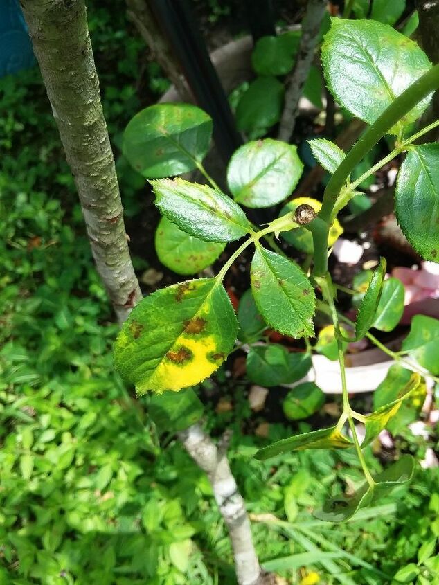 How can I save my rose bush from brown spots & yellow leaves (pic