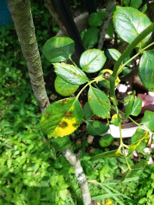 q what causes the leave on rose bush to turn yellow and get brown spot s