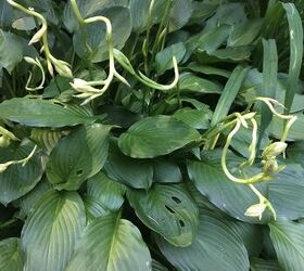 q why are the stems of these hostas curling