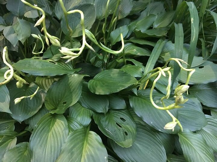 q why are the stems of these hostas curling