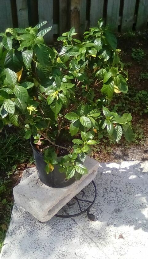 q gardenia plant