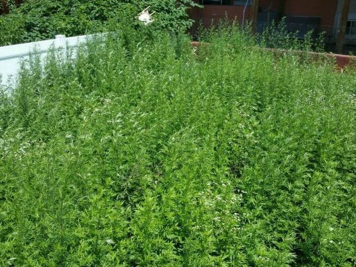 q son basketball hoop and g ma flower bed