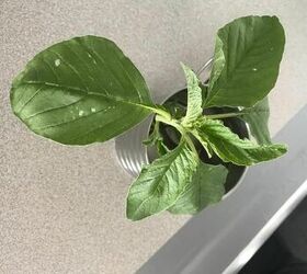 q what is this plant this is edible but don t know the name in engl