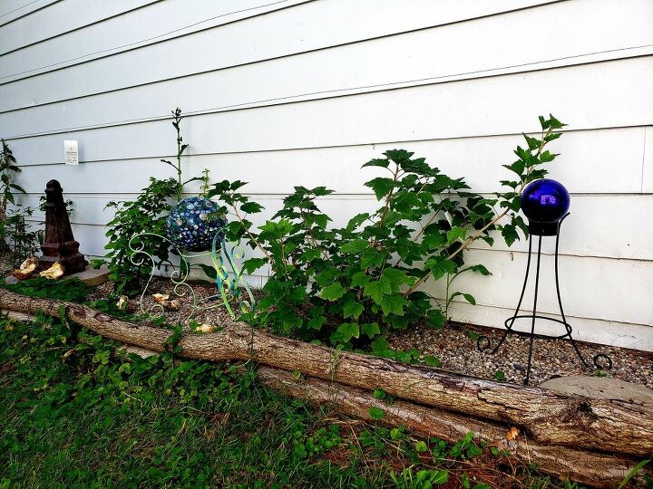 how to use logs as edging for plants make a wall trellis, Plants growing up the trellis