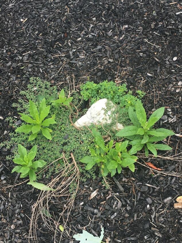 q what weed is this