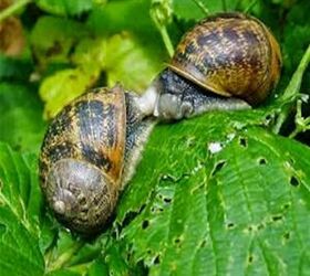 good snails came to my rescue