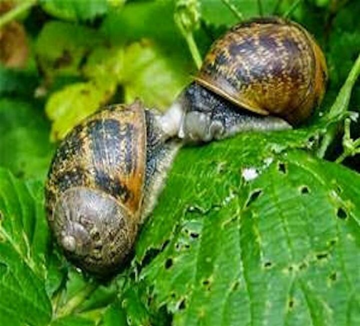 good snails came to my rescue