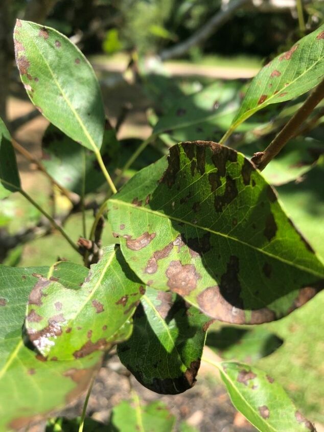 why are the leaves of my pear tree turning brown pic