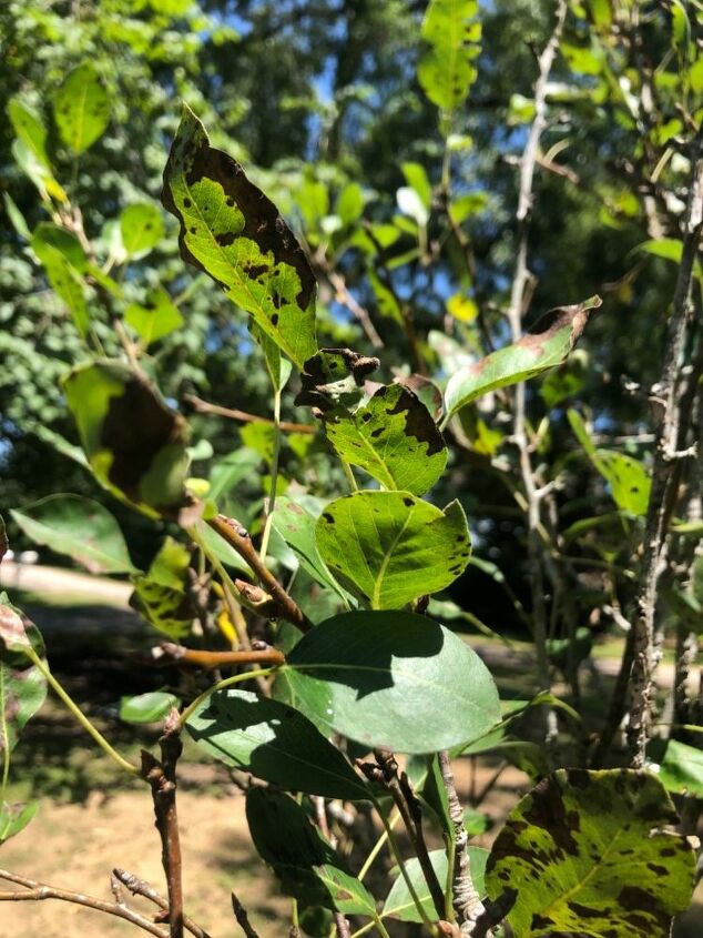 why are the leaves of my pear tree turning brown pic