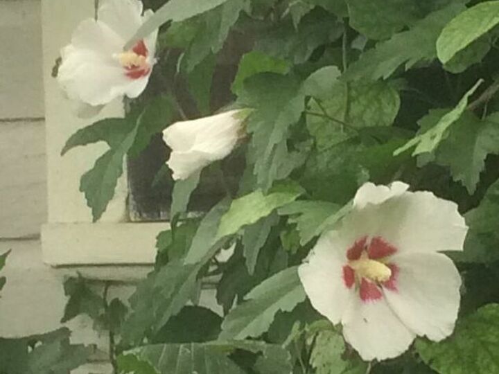 q anyone know what this flower is