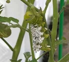 q does anyone know what this is on my tomato plant