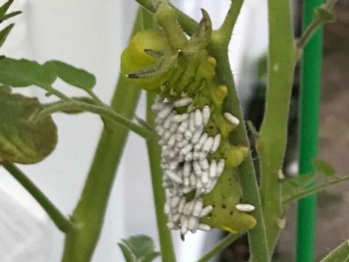 q does anyone know what this is on my tomato plant