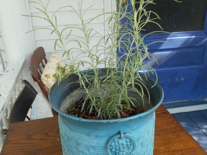 q forgot name of this herb