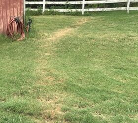 can you help me figure out why this is happening to my lawn pic