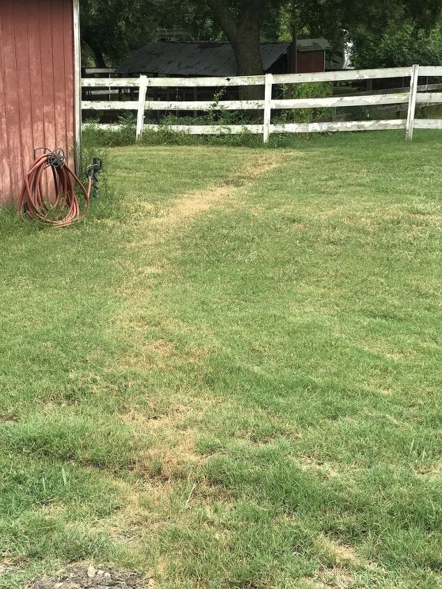 can you help me figure out why this is happening to my lawn pic