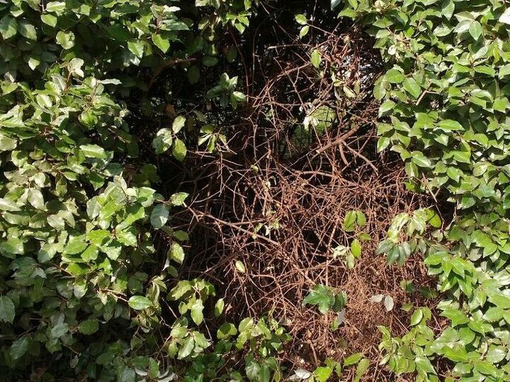 q will these shrubs survive if they re severely cut back